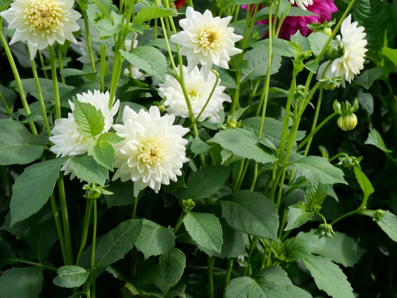 ダリア アイボリー