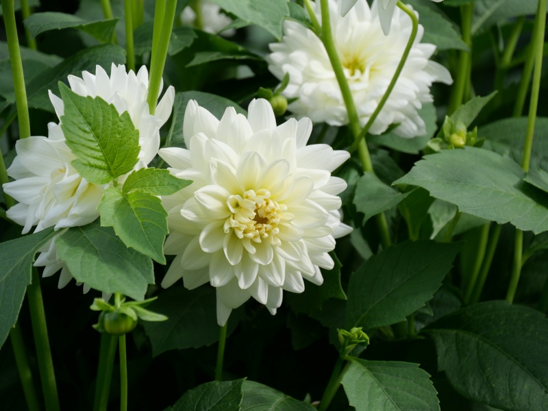 ダリア アイボリー