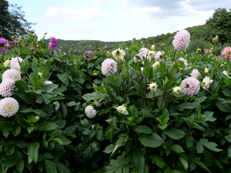 ダリア いとしご