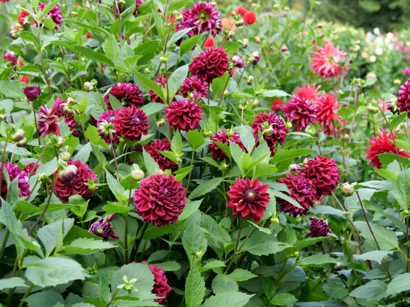 ダリア インディゴブラック