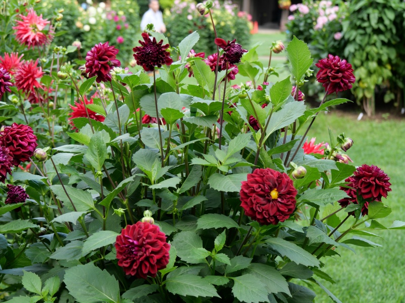 ダリア インディゴブラック