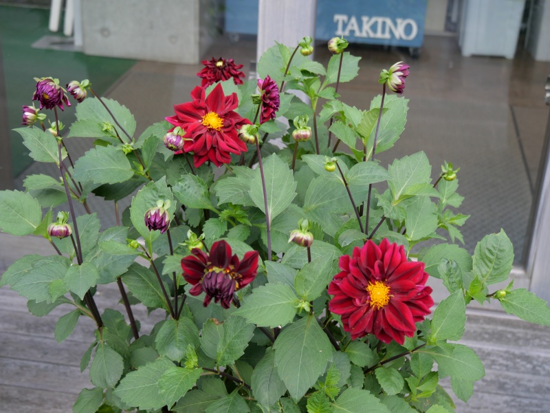 ダリア インディゴブラック