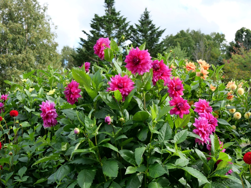 ダリア インペリアルパープル