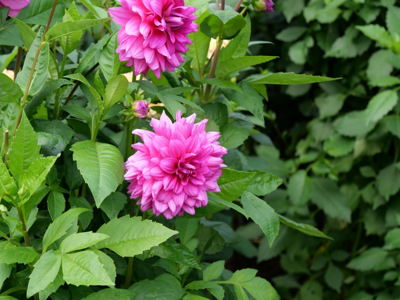 ダリア インペリアルパープル