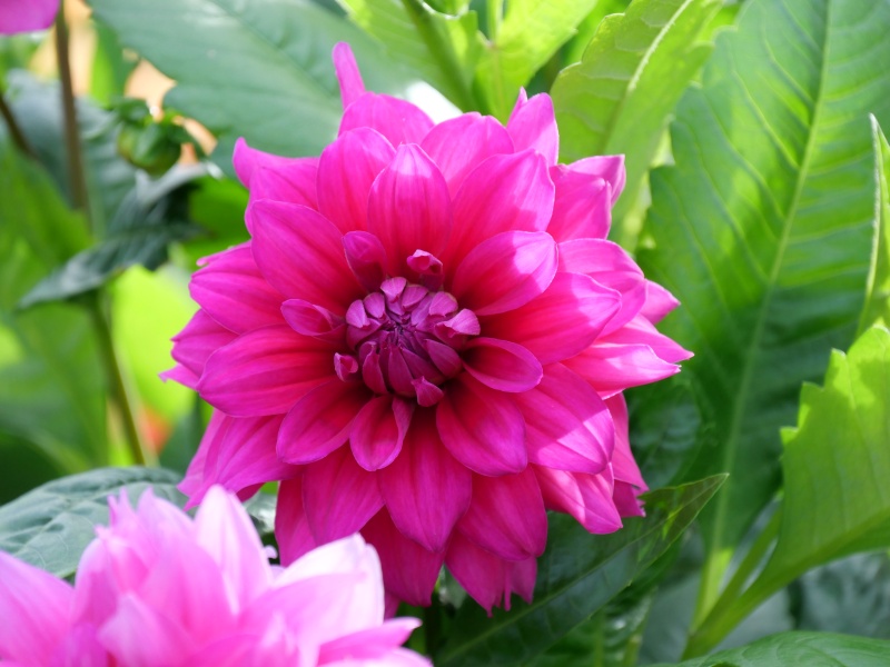 ダリア インペリアルパープル