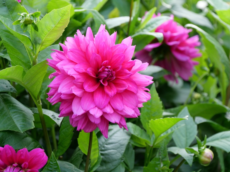 ダリア インペリアルパープル