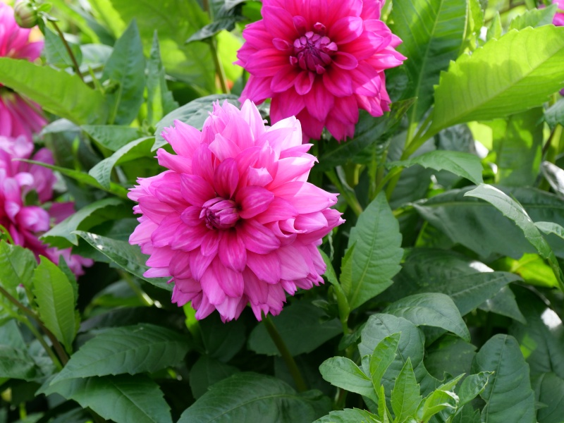 ダリア インペリアルパープル