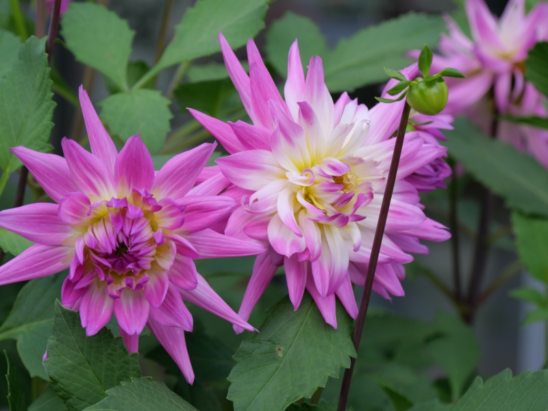 ダリア エイミーK