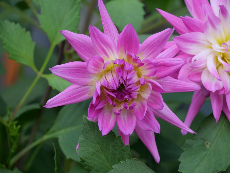 ダリア エイミーK