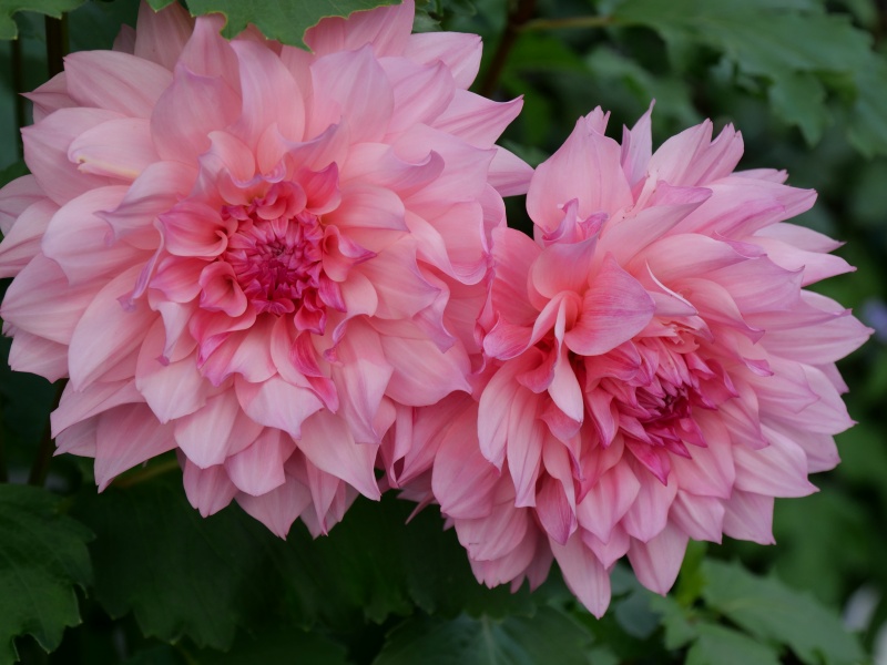 ダリア エオナG