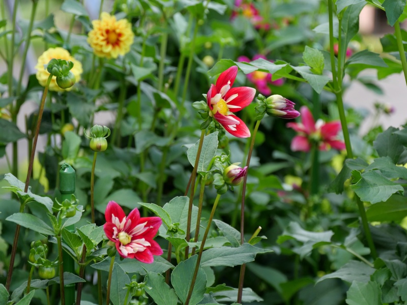 ダリア カピタン