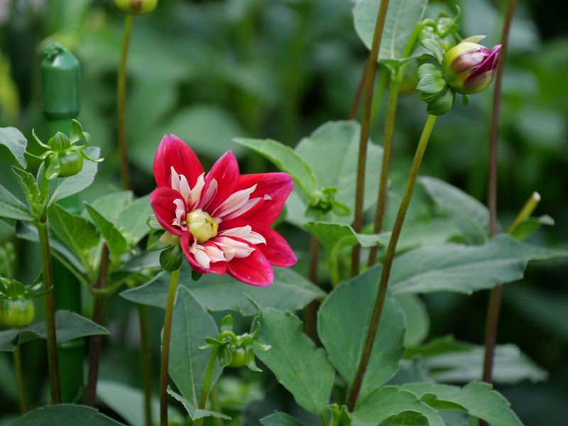 ダリア カピタン