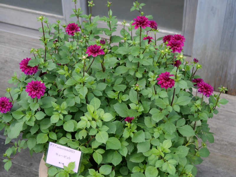 ダリア キューピット