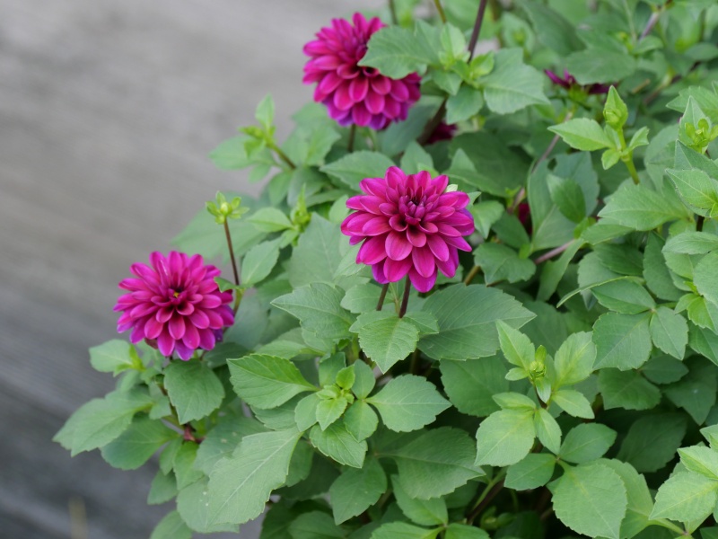 ダリア キューピット