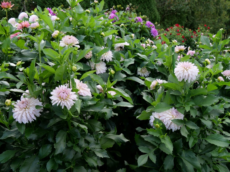 ダリア クラシコ