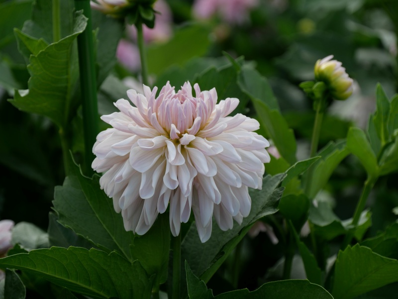 ダリア クラシコ