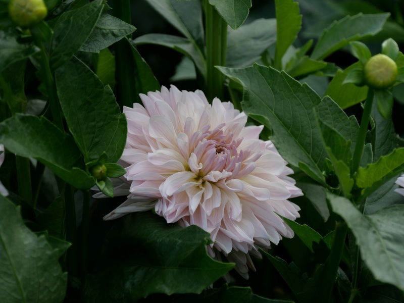 ダリア クラシコ