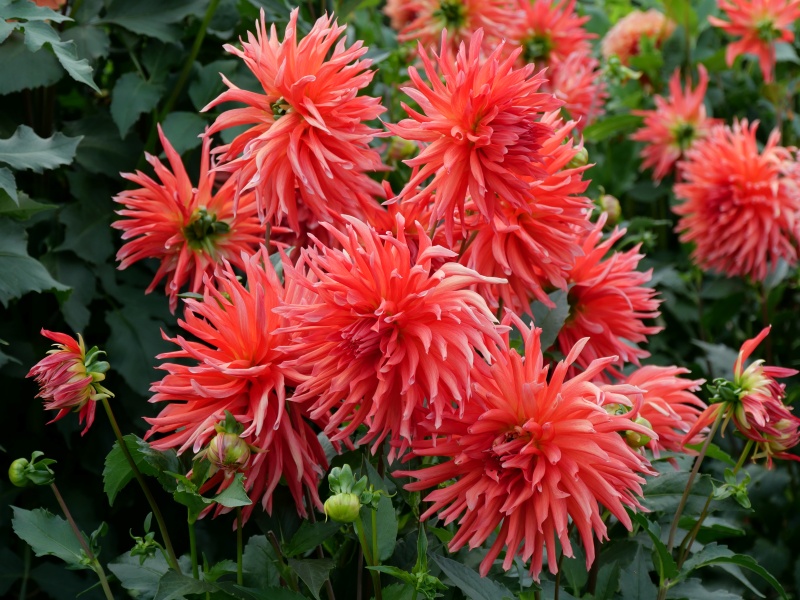 ダリア クララヒューストン