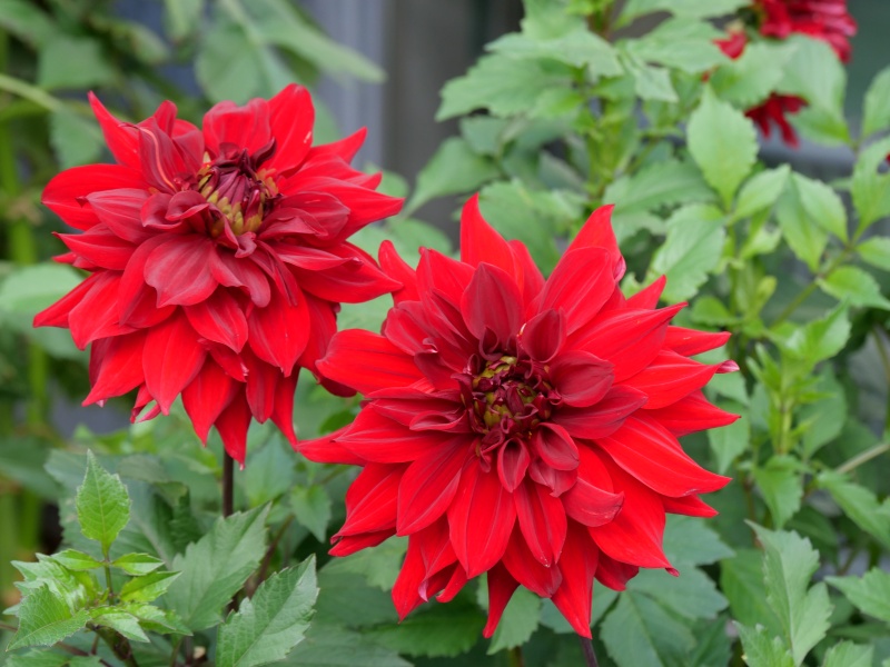 ダリア ケノラワイルドファイヤー