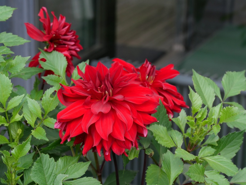 ダリア ケノラワイルドファイヤー