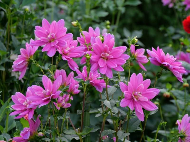 ダリア コタンの桜