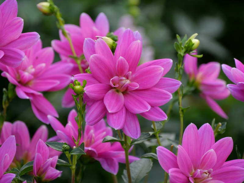 ダリア コタンの桜