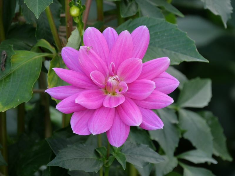 ダリア コタンの桜