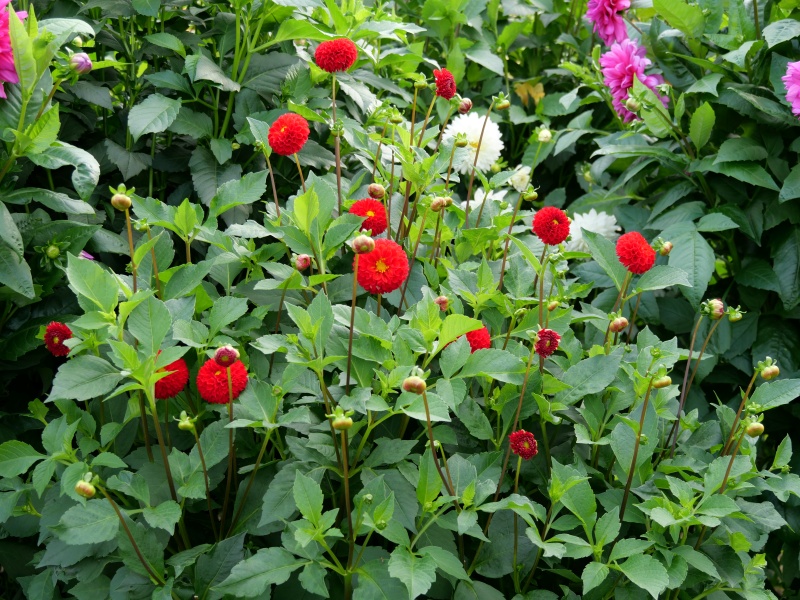 ダリア サックルジュエル