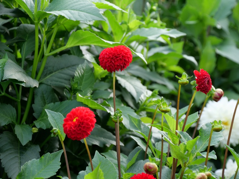 ダリア サックルジュエル