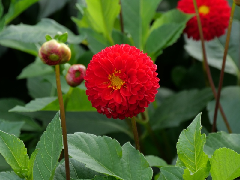 ダリア サックルジュエル