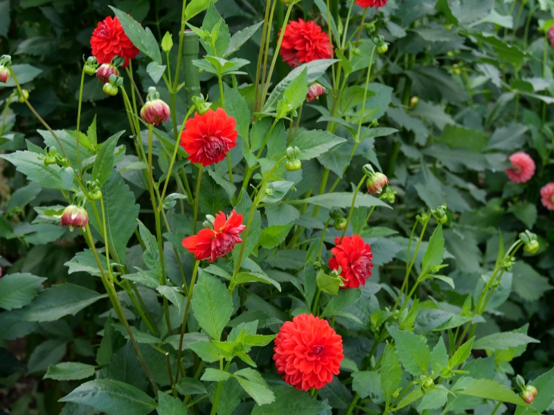 ダリア サックルスカーレット