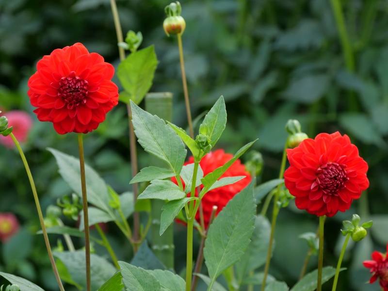 ダリア サックルスカーレット