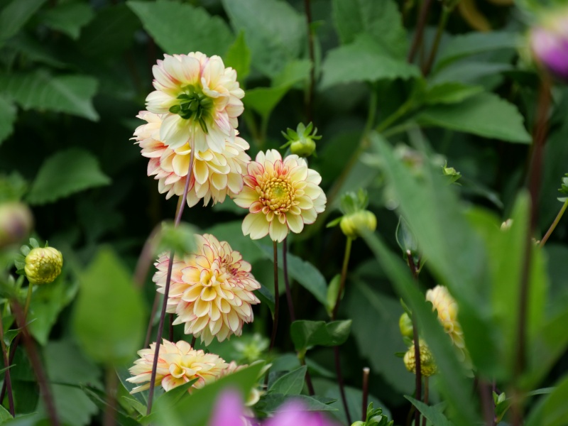 ダリア サックルテンマリ