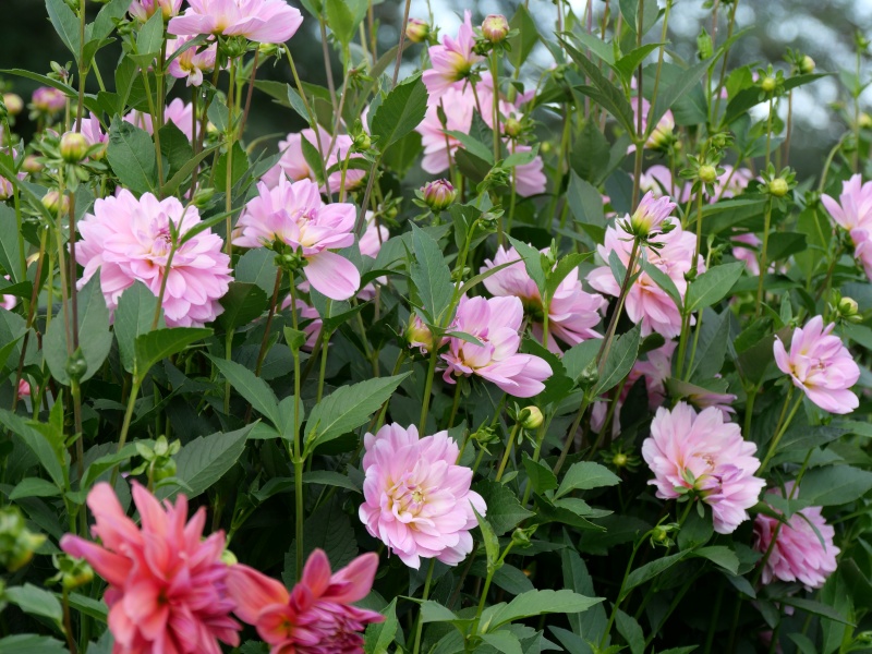 ダリア しゅんぷう