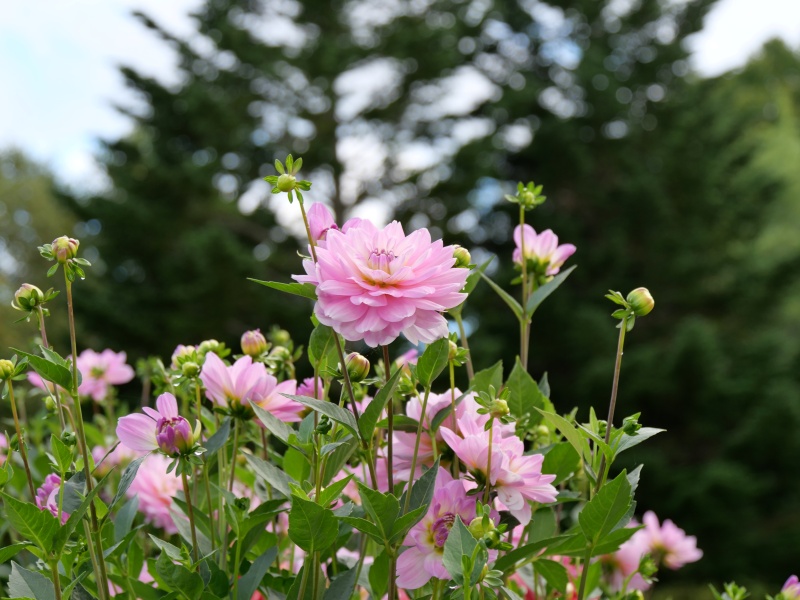 ダリア しゅんぷう