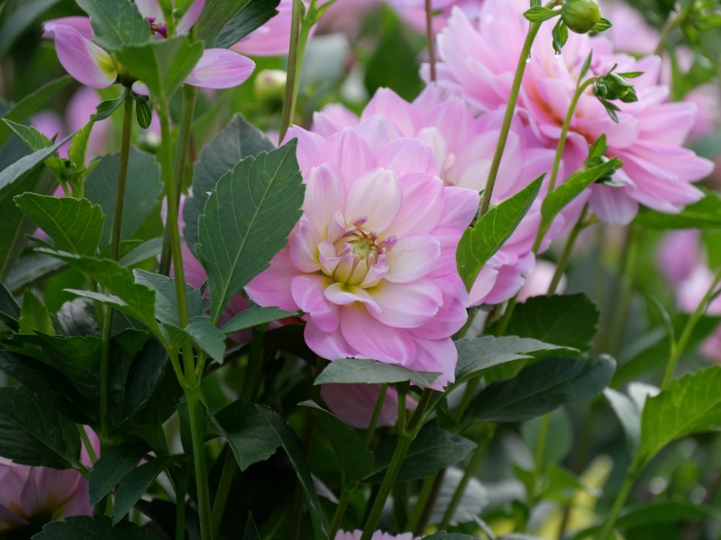 ダリア しゅんぷう