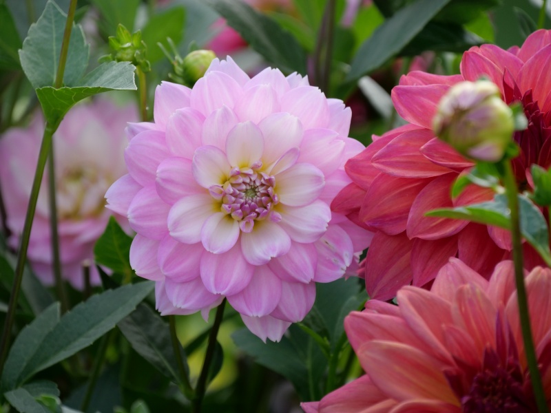 ダリア しゅんぷう