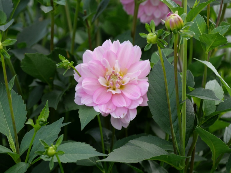 ダリア しゅんぷう