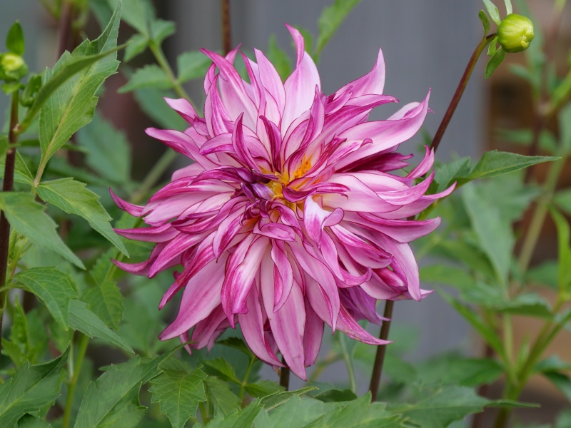 ダリア シリウス