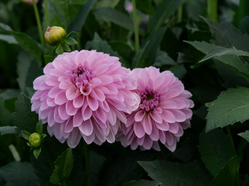 ダリア ティアラ