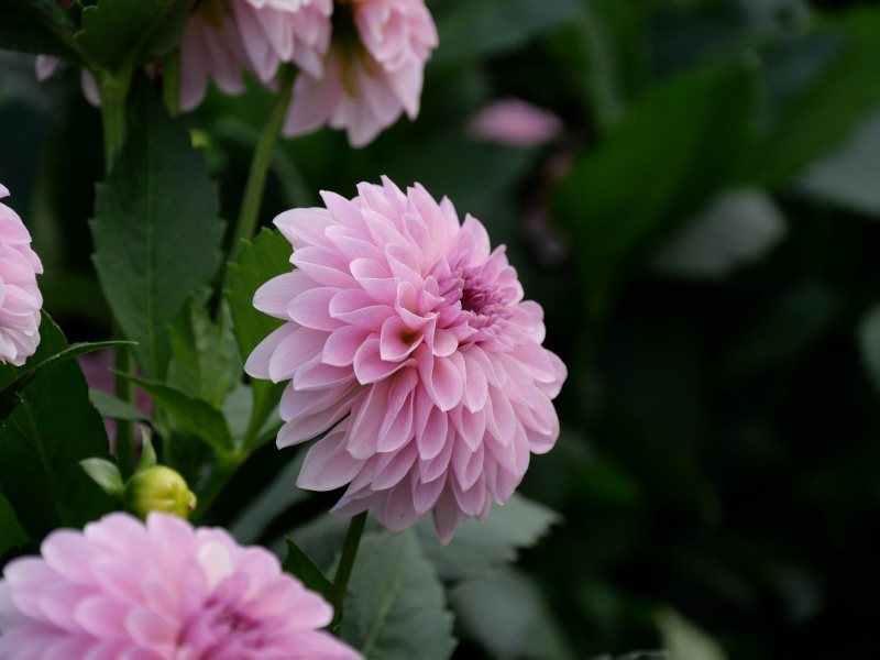 ダリア ティアラ