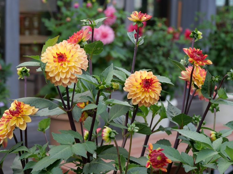 ダリア ハニーキャラメル