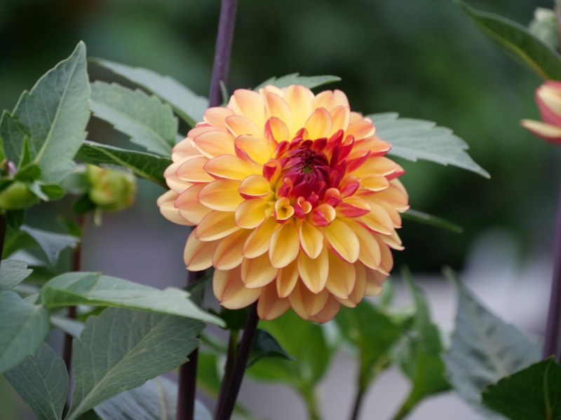 ダリア ハニーキャラメル