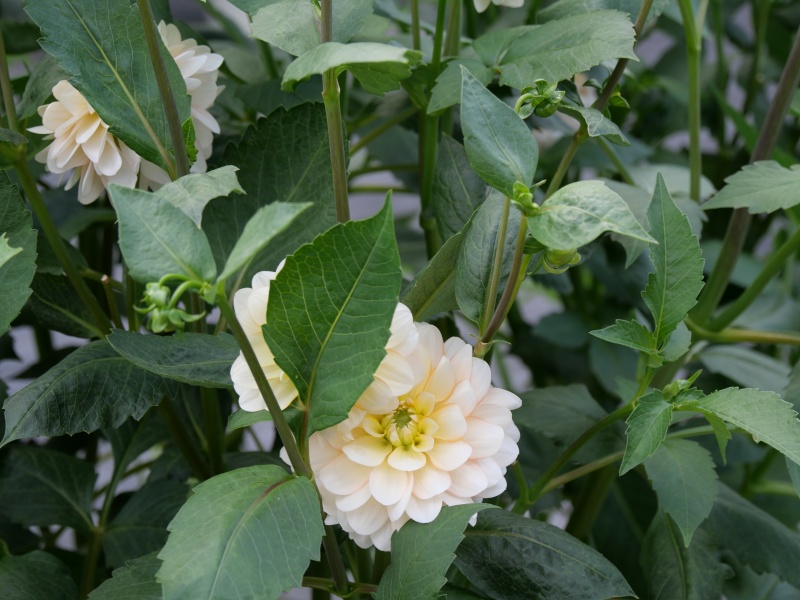 ダリア ハニーミルク