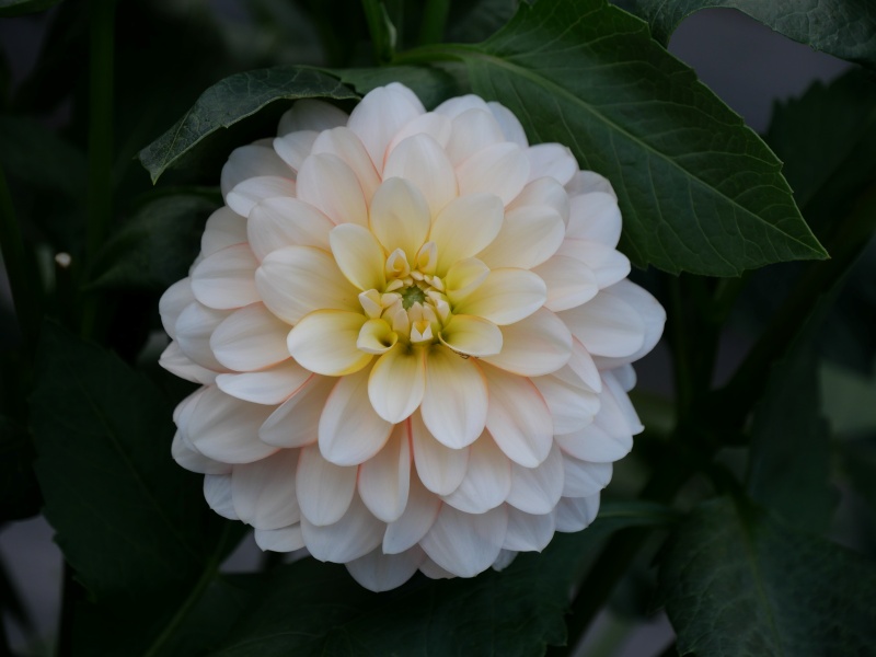 ダリア ハニーミルク