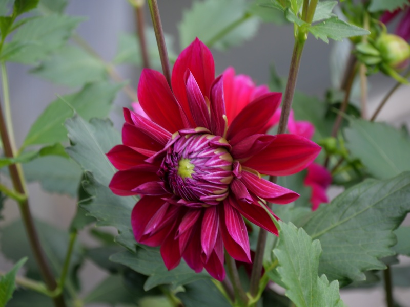 ダリア ハロウィンナイト