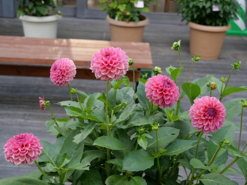 ダリア ピーチパイ