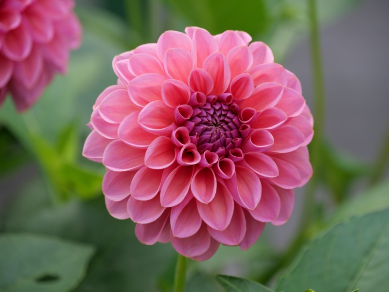 ダリア ピーチパイ