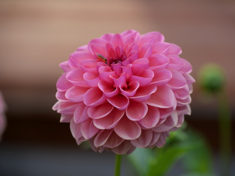 ダリア ピーチパイ