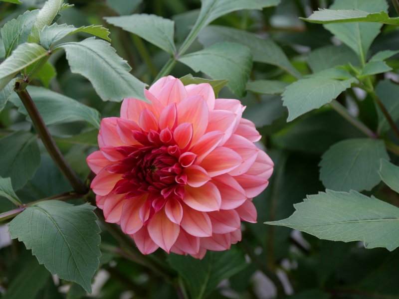 ダリア ピーチマカロン